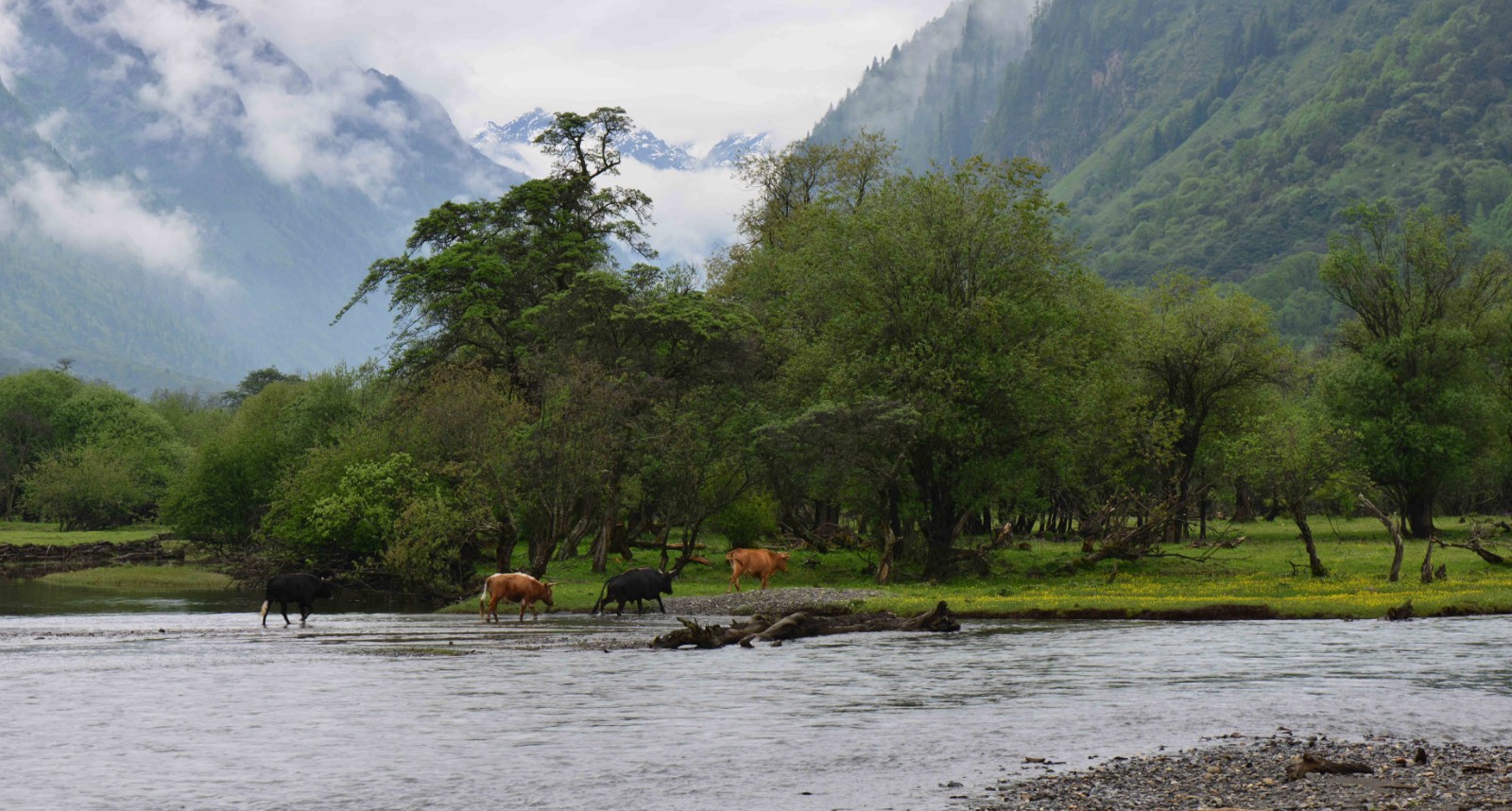 Ginseng-Fruit-Flat Ginseng-Fruit-Flat
