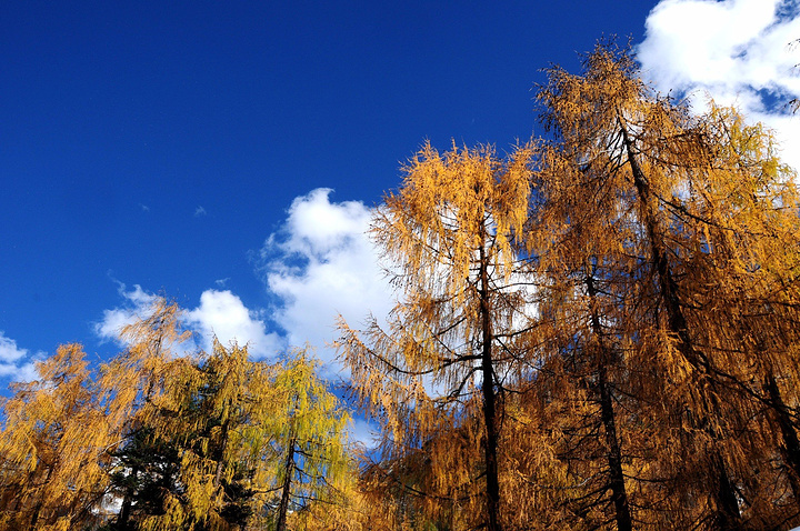Red-Cedar-Forest-01 Red-Cedar-Forest-01