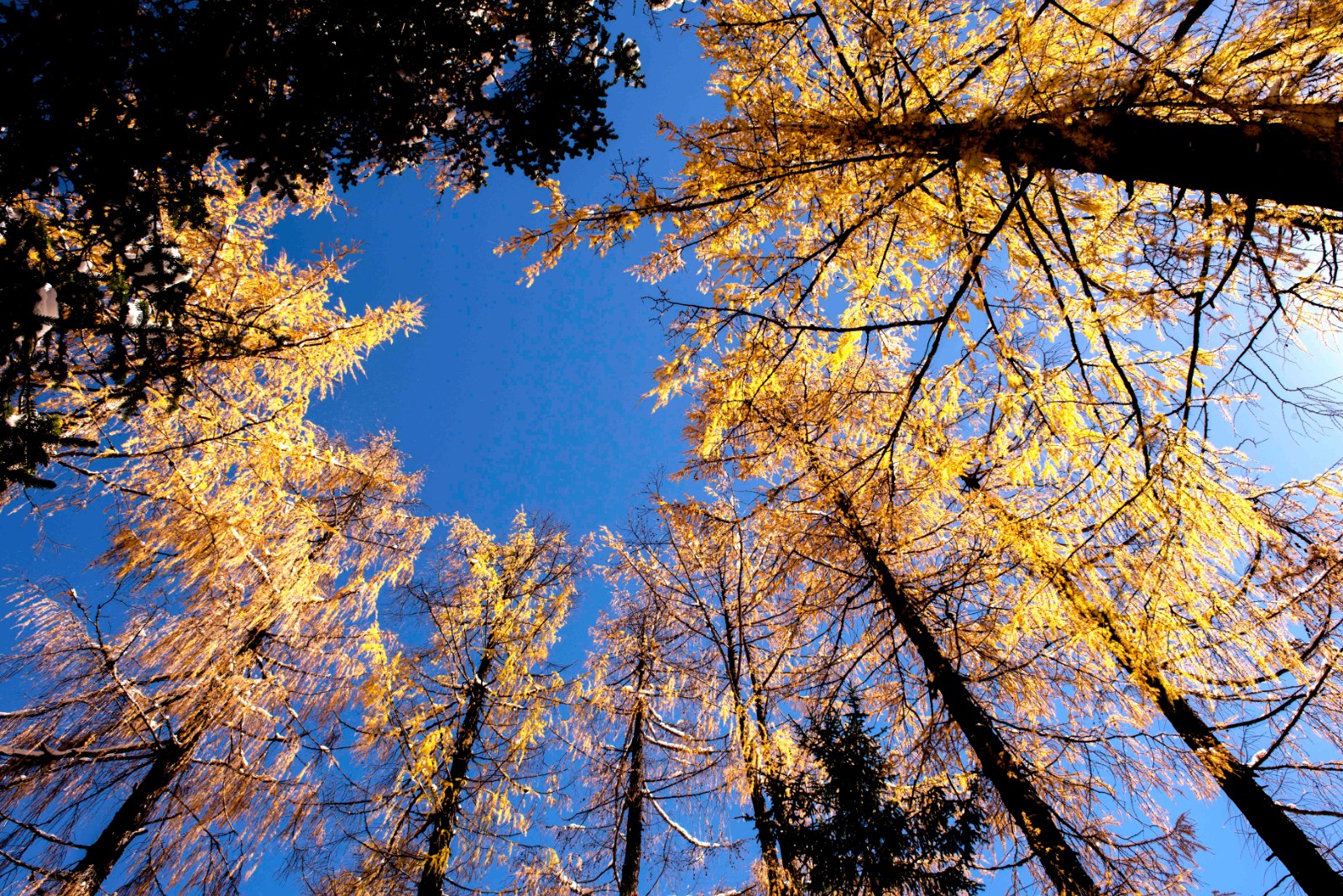 Red-Cedar-Forest Red-Cedar-Forest