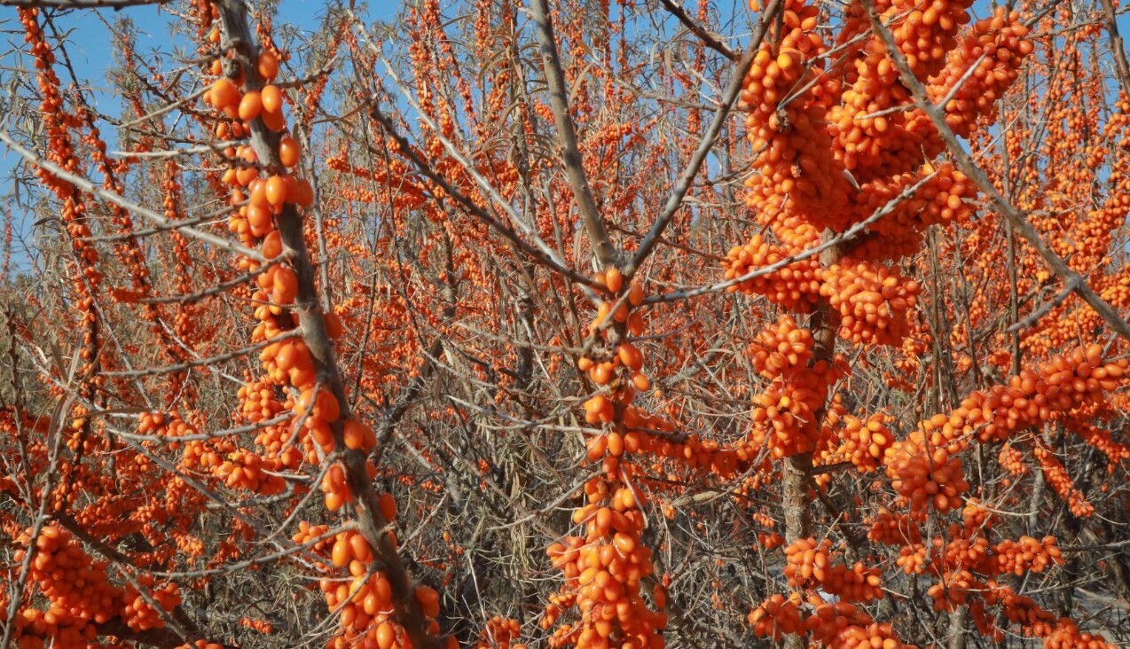 Sea-Buckthorn-Forest-01 Sea-Buckthorn-Forest-01