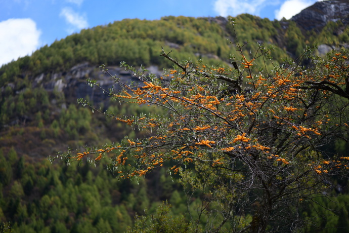 Sea-Buckthorn-Forest Sea-Buckthorn-Forest