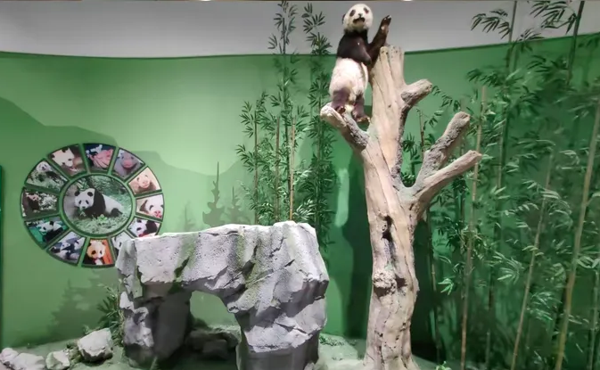 Giant-Panda-Museum-01 Giant-Panda-Museum-01