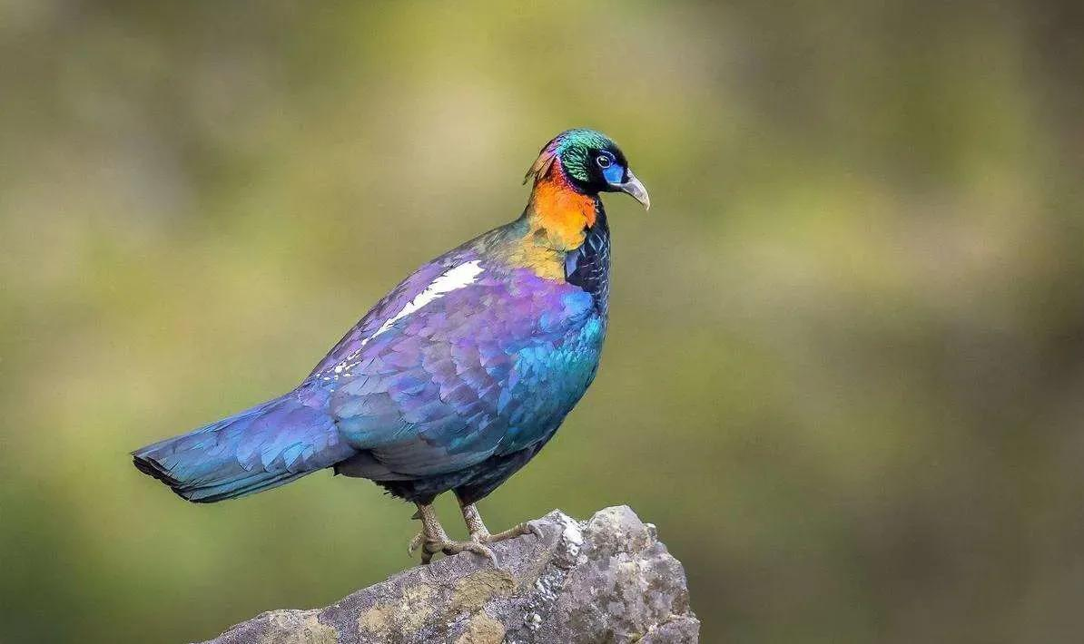 Green-tailed-Sunbird-Pheasant Green-tailed-Sunbird-Pheasant