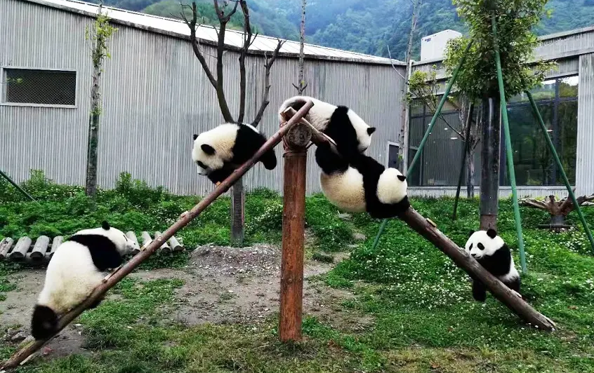 Panda-Kindergarten-Pavilion-1-01 Panda-Kindergarten-Pavilion-1-01