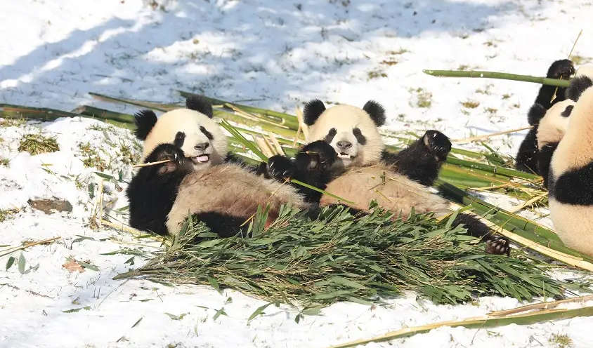 Panda-Kindergarten-Pavilion-2 Panda-Kindergarten-Pavilion-2