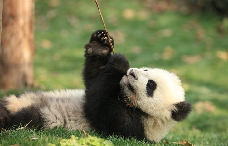 Shenshuping-Kindergarten-Area-A-B Shenshuping-Kindergarten-Area-A-B