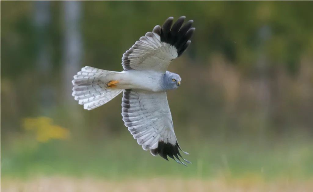White-tailed-Harrier White-tailed-Harrier
