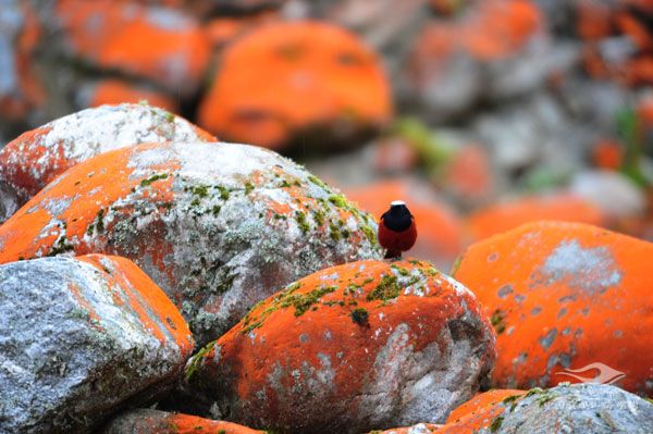 China-Red-Stone-Park-Scenic-Area-01 China-Red-Stone-Park-Scenic-Area-01