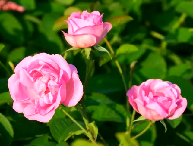 Ecological-Rose-Garden-01 Ecological-Rose-Garden-01