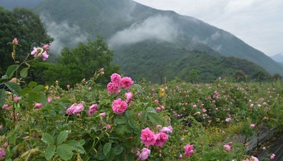 Ecological-Rose-Garden Ecological-Rose-Garden