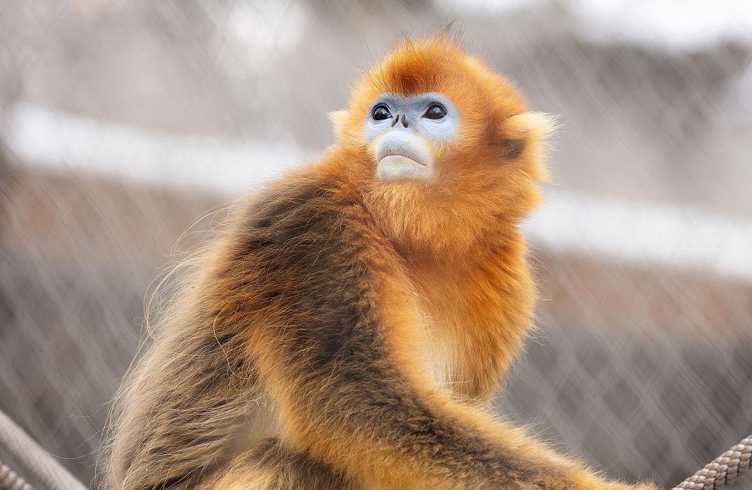 Sichuan-Golden-Snub-nosed-Monkey-House-01