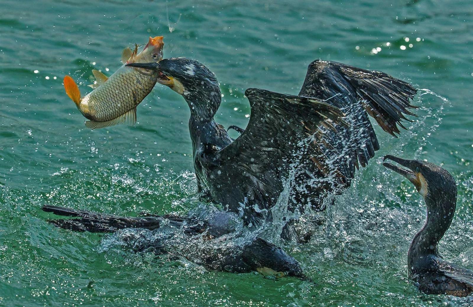 Li-River-Fishing-Fire-Watching-Experience Li-River-Fishing-Fire-Watching-Experience