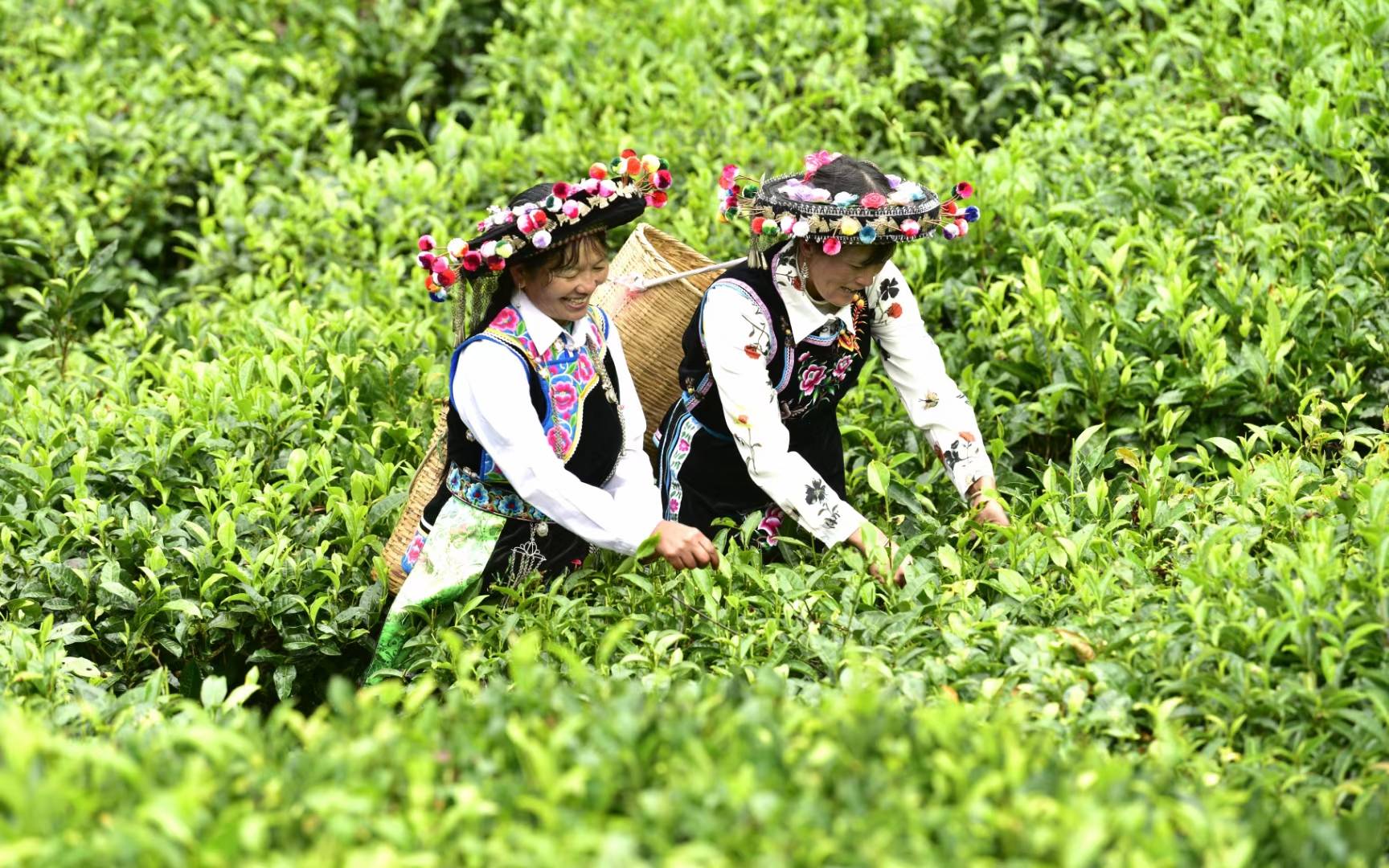 Pu'er-Tea-Mountain-Tea-Making-with-Dai-Bulang-Ethnic-Groups