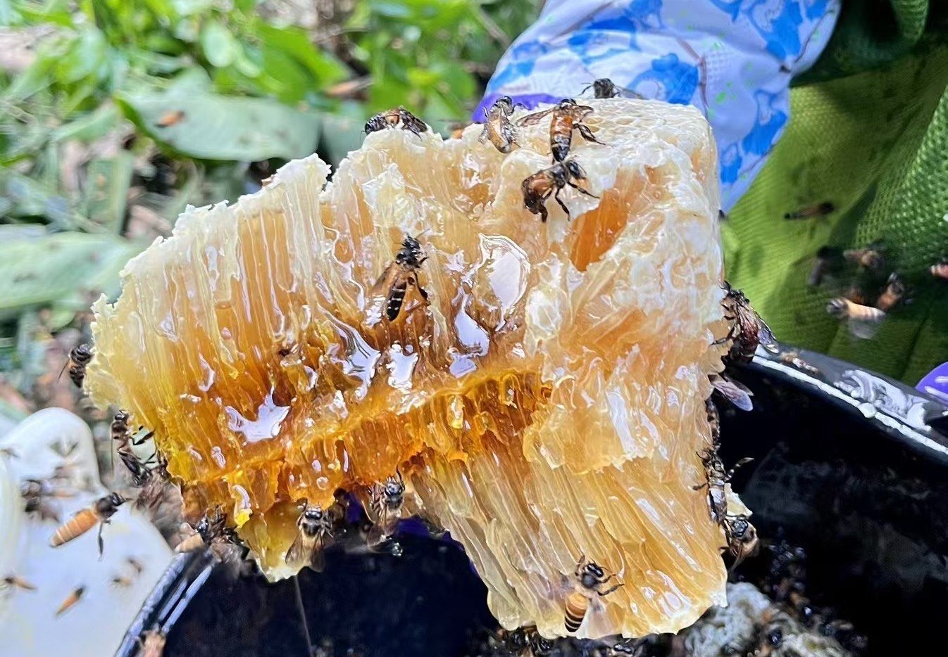 Wild-Honey-Harvest-Tasting-Experience Wild-Honey-Harvest-Tasting-Experience