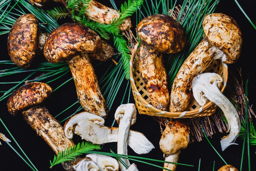 Yunnan-Wild-Mushroom-Identification-Mushroom-Hot-Pot-DIY-Experience