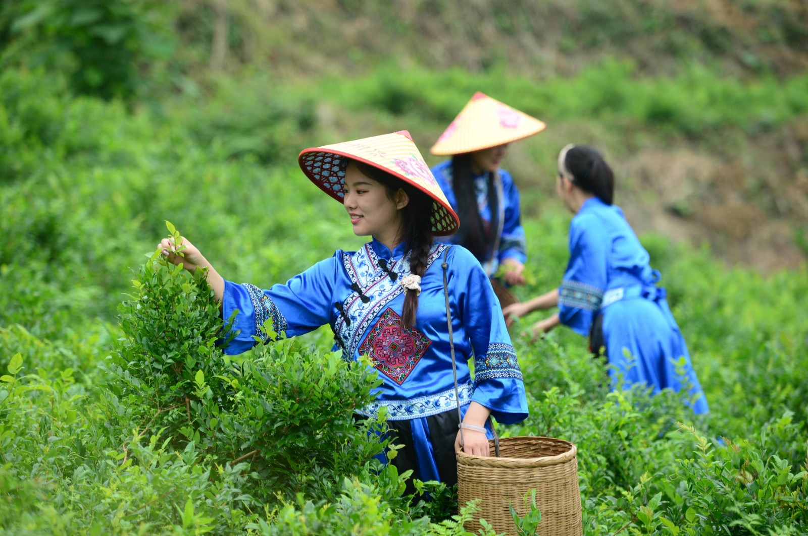 Zhangjiajie-Alpine-Tea-Picking-Handmade-Tea-Experience Zhangjiajie-Alpine-Tea-Picking-Handmade-Tea-Experience