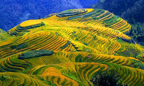 Longji-Rice-Terraces-8