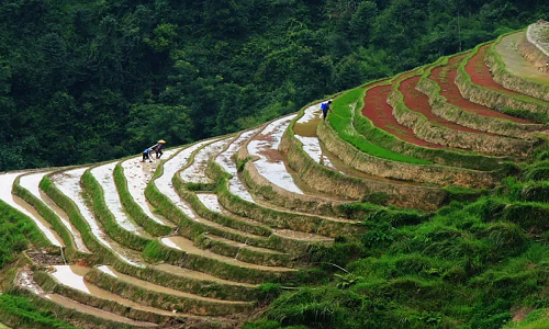 Longji-Rice-Terraces-9