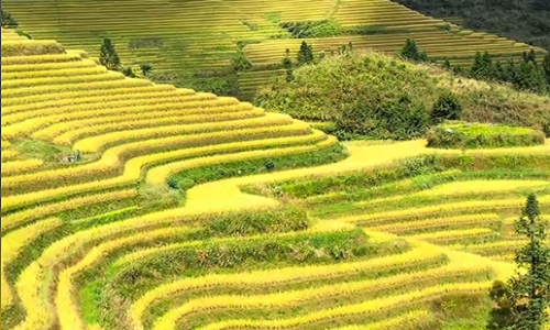 Longji-Rice-Terraces-16
