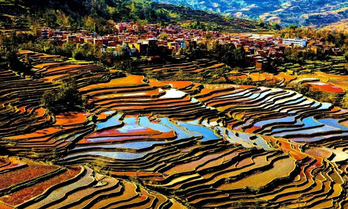 Longji-Rice-Terraces-17
