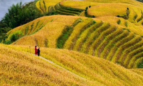 Longji-Rice-Terraces-12