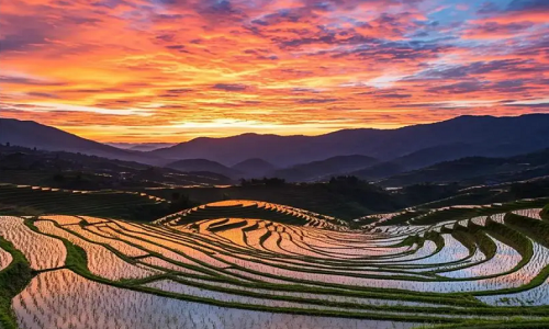 Longji-Rice-Terraces-26